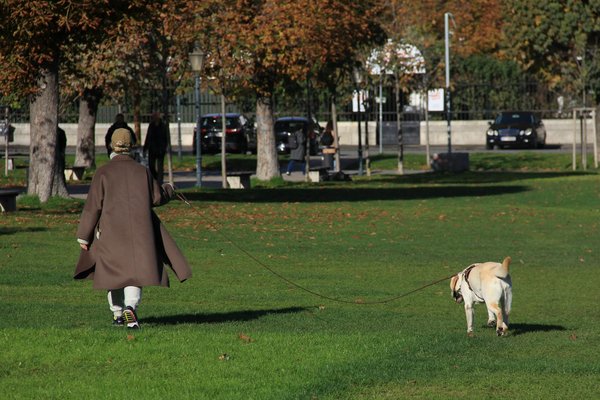 Les associations qui luttent contre l'abandon des chats en France