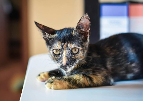 Découvrez les secrets du bien-être félin : conseils et produits